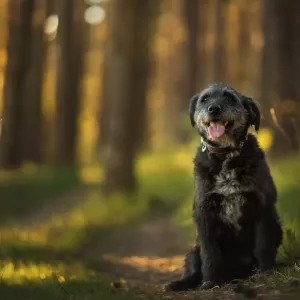 vieux chien