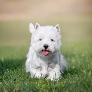 westie