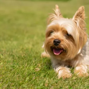 yorkshire-terrier