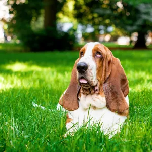 basset hound