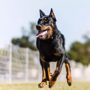 Beauceron