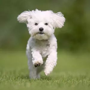 bichon maltais