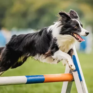 border collie