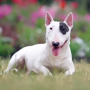 bull terrier