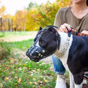 chien dangereux