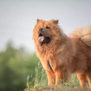 chow-chow