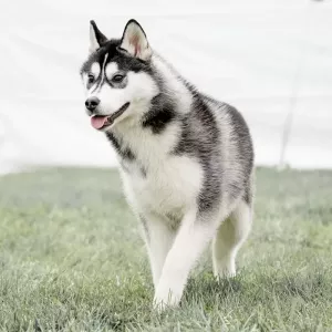 Husky