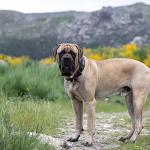 mastiff