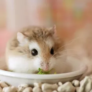 hamster-roborovski