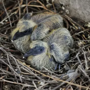 bébé-pigeon