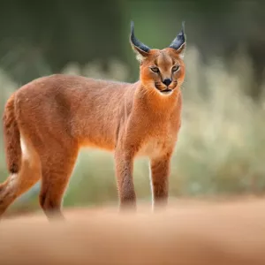 chat-caracal