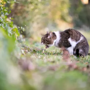 gastrite-chat