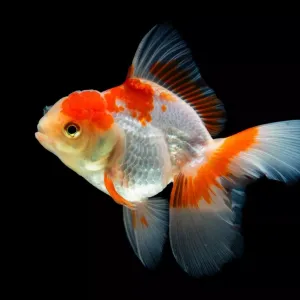 Tout sur le poisson voile de Chine : soins et astuces