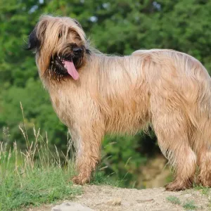 Berger de Brie : un chien de travail intelligent et protecteur