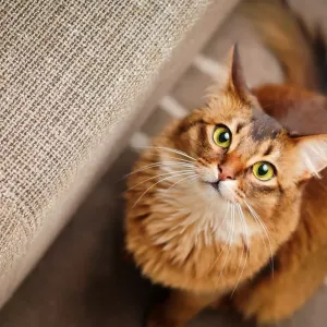 Chat Somali : élégance et dynamisme, tout savoir sur cette race