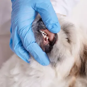 Leptospirose chez le chien : tout comprendre sur cette infection