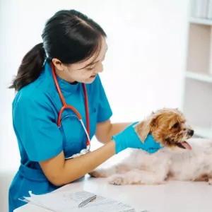 Maladie de Carré chez le chien : symptômes, prévention et traitements