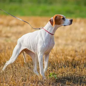 Pointer Anglais : un chasseur né, guide sur cette race