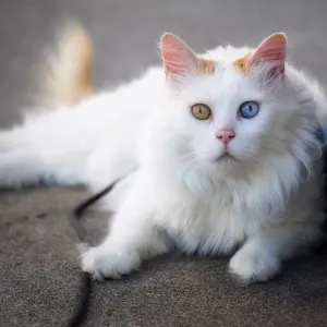 Turc de Van : le chat nageur, origines et comportement