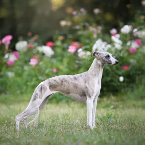 Whippet : le sprinteur gracieux, tout sur son caractère