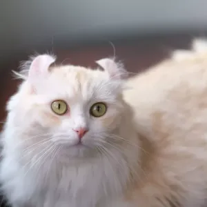 American Curl : tout sur ce chat aux oreilles recourbées
