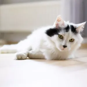 Angora Turc : beauté et personnalité de ce chat aux poils soyeux