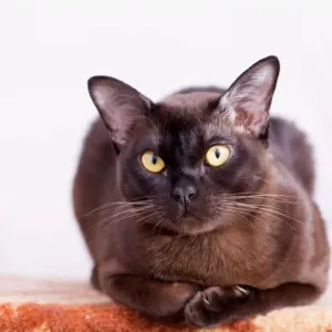 Burmese : histoire et traits distinctifs de ce chat