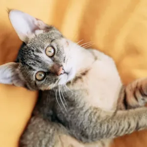 Chausie : le chat hybride, conseils et informations