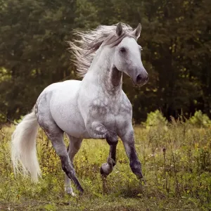 Cheval Andalou : tout ce qu’il faut savoir sur cette race !