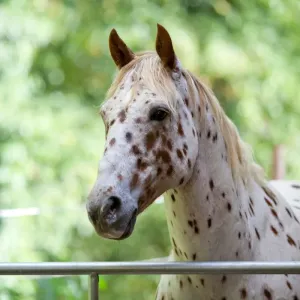 Cheval appaloosa : histoire et entretien de cette race unique