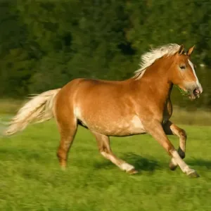 Cheval aztèque : caractéristiques et entretien