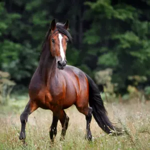 Cheval Bai : particularités et entretien de cette robe