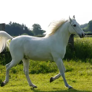 Cheval boulonnais : origines, caractéristiques, soins