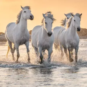 Cheval Camargue : tout savoir sur cette race sauvage