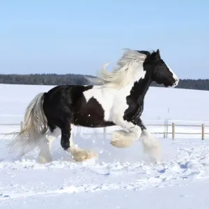 Cheval cob : caractéristiques et soins pour cette race