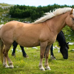 Cheval comtois : tout savoir sur ce cheval