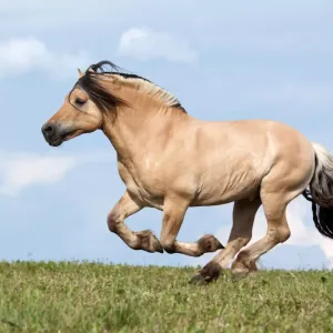 Cheval fjord : tout ce qu’il faut savoir sur cette race