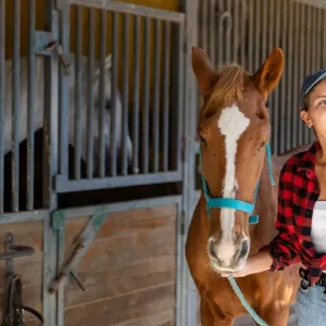 Cheval français : les races emblématiques et leur histoire