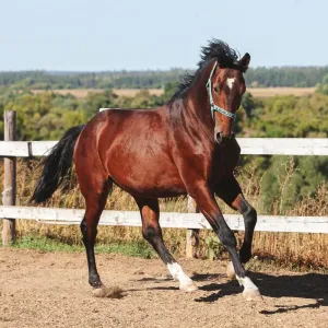 Cheval Holsteiner : l’excellence allemande en sport équestre