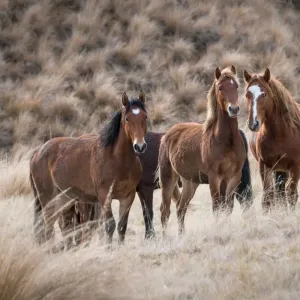 Cheval hongre : définition et caractéristiques