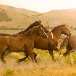 Cheval mustang : soins et caractéristiques de ce cheval sauvage