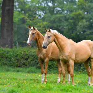 Cheval palomino : entretien et caractéristiques de cette robe