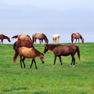 Cheval paso fino : un cheval élégant à l’allure unique, origines et entretien