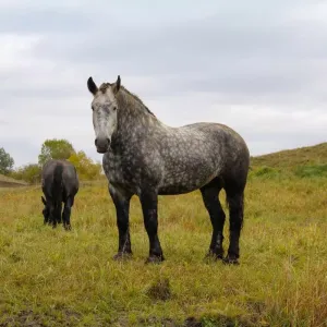 Cheval percheron : tout savoir sur son entretien et ses origines
