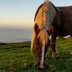 Cheval pottok : race, soins et entretien