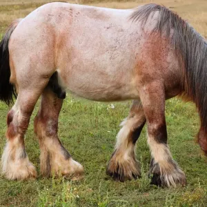 Cheval rouan : tout sur cette robe unique