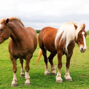Cheval de trait : tout savoir sur cette puissante race !