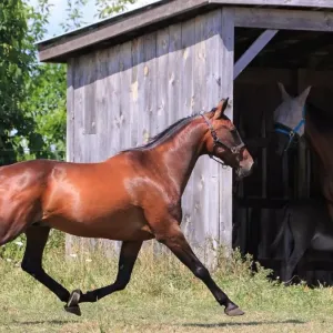 Cheval trotteur : tout savoir sur ses origines et son entretien