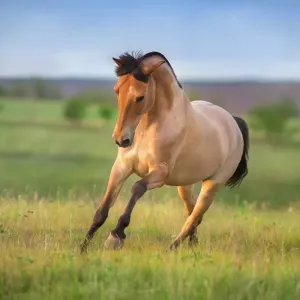 Chevaux isabelle : tout savoir sur cette robe