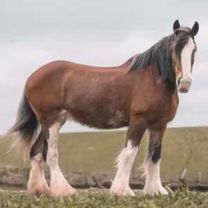 Clydesdale : guide complet sur le cheval de trait écossais